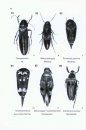 A Guide to the Genera of Beetles of South Australia, Part 5