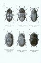 A Guide to the Genera of Beetles of South Australia, Part 6