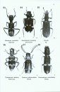 A Guide to the Genera of Beetles of South Australia, Part 6