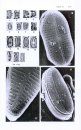 Süßwasserflora von Mitteleuropa, Bd 2/4: Bacillariophyceae 4.Teil