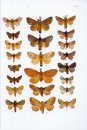 The Moths of Borneo, Part 1