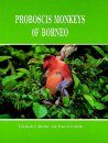Proboscis Monkeys of Borneo
