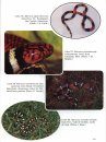 Coral Snakes of the Americas