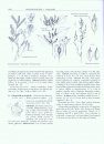 Flora of North America North of Mexico, Volume 5: Magnoliophyta: Caryophyllidae, Part 2
