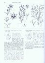 Flora of North America North of Mexico, Volume 6: Magnoliophyta: Cucurbitaceae to Droserceae