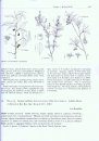 Flora of North America North of Mexico, Volume 9: Magnoliophyta: Picramniaceae to Rosaceae