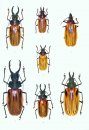 The Beetles of the World, Volume 21: Macrodontini & Prionini (Part 1) [English / French]