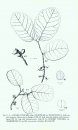 Flora Zambesiaca, Volume 9, Part 6: Ulmaceae - Ceratophyllaceae (excluding Myricaceae)