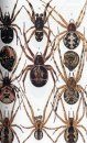 Collins Field Guide to the Spiders of Britain and Northern Europe