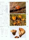 Fungi of Switzerland, Volume 1: Ascomycetes