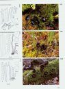 Fungi of Switzerland, Volume 1: Ascomycetes