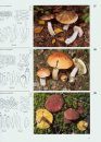 Fungi of Switzerland, Volume 3: Boletes and Agarics (Part 1)