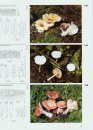 Fungi of Switzerland, Volume 3: Boletes and Agarics (Part 1)