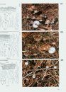 Fungi of Switzerland, Volume 3: Boletes and Agarics (Part 1)
