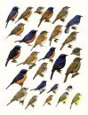 Handbook of the Birds of the World, Volume 11: Old World Flycatchers to Old World Warblers
