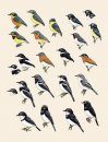 Handbook of the Birds of the World, Volume 11: Old World Flycatchers to Old World Warblers
