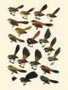 Handbook of the Birds of the World, Volume 11: Old World Flycatchers to Old World Warblers