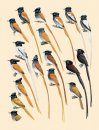 Handbook of the Birds of the World, Volume 11: Old World Flycatchers to Old World Warblers