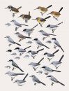 Handbook of the Birds of the World, Volume 11: Old World Flycatchers to Old World Warblers