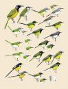 Handbook of the Birds of the World, Volume 11: Old World Flycatchers to Old World Warblers