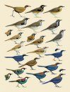 Handbook of the Birds of the World, Volume 12: Picathartes to Tits and Chickadees