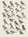 Handbook of the Birds of the World, Volume 12: Picathartes to Tits and Chickadees