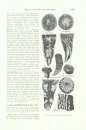 Treatise on Invertebrate Paleontology, Part F: Supplement 1: Coelenterata (2-Volume Set)