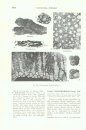 Treatise on Invertebrate Paleontology, Part F: Supplement 1: Coelenterata (2-Volume Set)