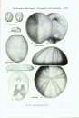 Treatise on Invertebrate Paleontology, Part U: Volumes 1 & 2: Echinodermata 3 (2-Volume Set)