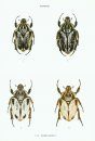 The Beetles of the World, Volume 3: Goliathini (Part 1) [English / French / German]