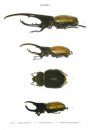The Beetles of the World, Volume 5: Dynastini (Part 1) [English / French]