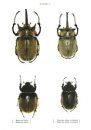 The Beetles of the World, Volume 5: Dynastini (Part 1) [English / French]