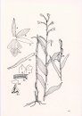 Native Orchids of Taiwan, Volume 1 [English / Chinese]