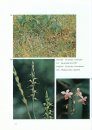Native Orchids of Taiwan, Volume 2 [English / Chinese]