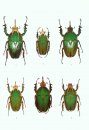 The Beetles of the World, Volume 7: Goliathini (Part 3) [English / French]