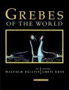 Grebes of the World