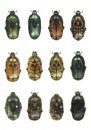 The Beetles of the World, Volume 23: Schizorhinini (Part 1)