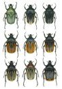 The Beetles of the World, Volume 23: Schizorhinini (Part 1)