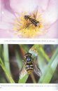 Danmarks Svirrefluer (Diptera: Syrphidae) [Hoverflies of Denmark]