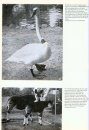 International Zoo Yearbook 8: Canids and Felids in Captivity