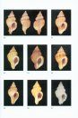 Atlas of the Mediterranean Seashells / Atlante delle Conchiglie Marine del Mediterraneo, Volume 4, Part 1