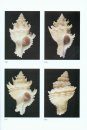 Atlas of the Mediterranean Seashells / Atlante delle Conchiglie Marine del Mediterraneo, Volume 4, Part 1