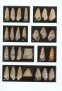 Atlas of the Mediterranean Seashells / Atlante delle Conchiglie Marine del Mediterraneo, Volume 5