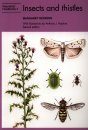 Insects and Thistles