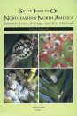 Scale Insects of Northeastern North America