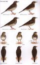 Pipits and Wagtails of Europe, Asia and North America