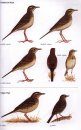 Pipits and Wagtails of Europe, Asia and North America
