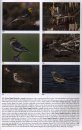 Pipits and Wagtails of Europe, Asia and North America