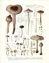 Flore Iconographique des Champignons du Congo, Fasc. 2: Lepiota, Annularia