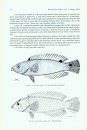 Revision of the Indo-Pacific Labrid Fish Genus Suezichthys, with Descriptions of Four New Species
